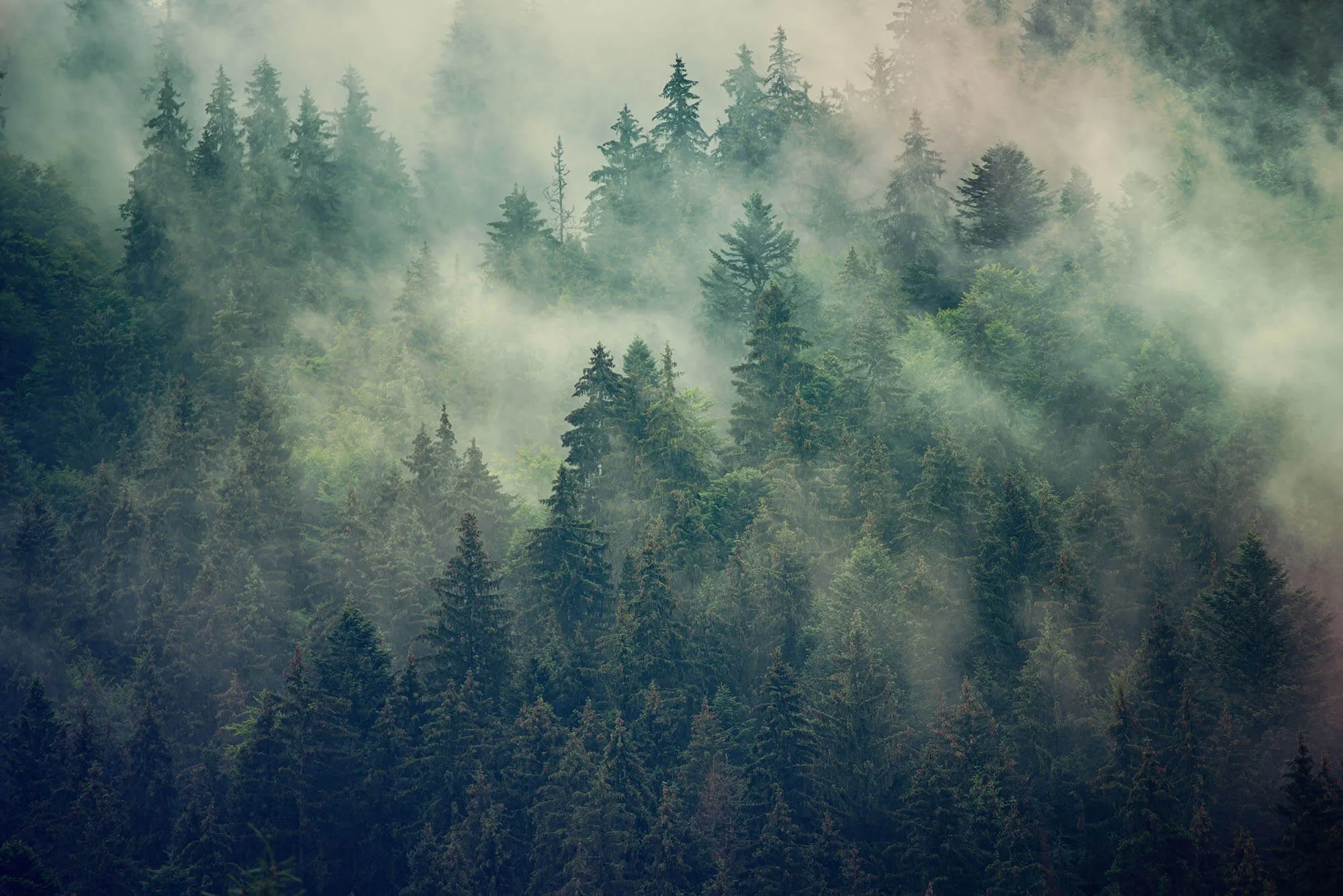 Fog gently covering forest trees, creating a misty atmosphere